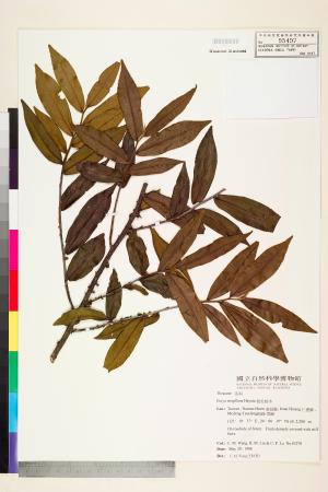 <a href="https://brmas.openmuseum.tw/muse/digi_object/dd7839bd424e2b69db4c484b723d49f3" target="_blank">粗毛柃木／中央研究院生物多樣性研究博物館植物標本館 (HAST)</a>