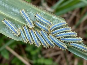 <a href="https://taieol.tw/muse/digi_object/3ad871c795ad332f930ccac1b3051a60" target="_blank">Thespea virescens／By：chonhang／iNaturalist</a>