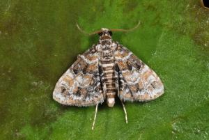 Elophila difflualis Snellen