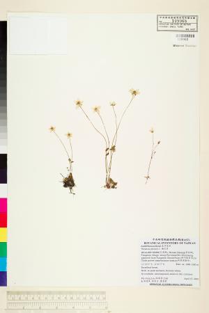 <a href="https://brmas.openmuseum.tw/muse/digi_object/dd8c7297fc4e28e6d22353cfc4f33716" target="_blank">梅花草／中央研究院生物多樣性研究博物館植物標本館 (HAST)</a>
