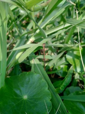 <a href="https://taieol.tw/muse/digi_object/de1c46ebed8a3345fa7c48abefe52eae" target="_blank">橙尾細蟌／By：chiehliangchen／iNaturalist</a>