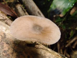 Pluteus nigrofloccosus(黑絨毛光柄菇)