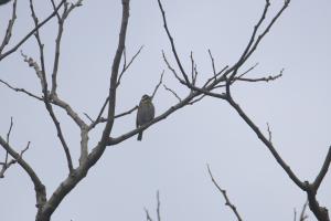 <a href="https://taieol.tw/muse/digi_object/b00eee6c40f0ad568f01eb95859d1cda" target="_blank">黃眉鵐／By：allenlyu／iNaturalist</a>