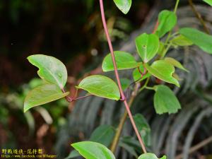 <a href="https://taieol.tw/muse/digi_object/22b19ad4d9f8033d3560610d64ec5acb" target="_blank">厚葉鐵線蓮／By：kinmatsu／iNaturalist</a>