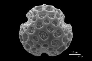 <a href="https://ntm-naturearchive.openmuseum.tw/muse/digi_object/5a112b8c880873cc897fcdbc72597ebb" target="_blank">鳳凰木／國立臺灣博物館</a>