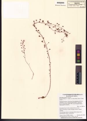 <a href="https://brmas.openmuseum.tw/muse/digi_object/ddda38ac641341e4113f962c95c0ddaf" target="_blank">茅膏菜／中央研究院生物多樣性研究博物館植物標本館 (HAST)</a>