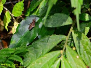 <a href="https://taieol.tw/muse/digi_object/19d0f5fef02c5599b7fd579492d54ca7" target="_blank">林蝗／By：kinmatsu／iNaturalist</a>