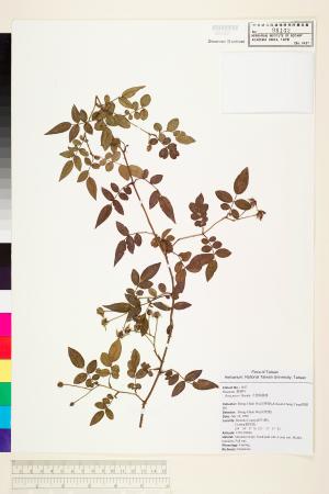 <a href="https://brmas.openmuseum.tw/muse/digi_object/de2f6f1430fccac732d44bceee7f9f14" target="_blank">太魯閣薔薇／中央研究院生物多樣性研究博物館植物標本館 (HAST)</a>