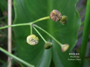 <a href="https://taieol.tw/muse/digi_object/06f98dffb7c57dd71aebdf698e21fd07" target="_blank">澤瀉／By：陳育賢／陳育賢</a>