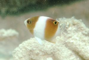 <a href="https://fishdb.sinica.edu.tw/muse/digi_object/dd08d862a8449b4c1c6422e5f56b94d1" target="_blank">Dischistodus prosopotaenia@fishdb-media-9813／蔡正一</a>
