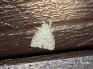 <a href="https://taieol.tw/muse/digi_object/70de20f88f5df8eabed545c337dc2186" target="_blank">扇毒蛾／By：chinaberryhuang／iNaturalist</a>