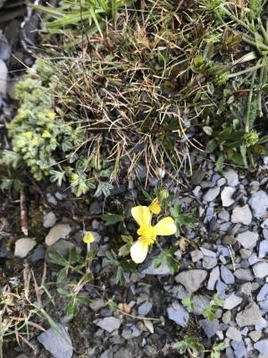 <a href="https://taieol.tw/muse/digi_object/5a93cb84289249656d4b23ca372fe68b" target="_blank">蓬萊毛茛／By：sunnaturalist／iNaturalist</a>
