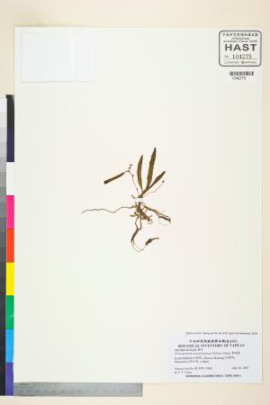 <a href="https://brmas.openmuseum.tw/muse/digi_object/de7cf1e871b184dab49ceeb1cd125bd1" target="_blank">黃蛾蘭／中央研究院生物多樣性研究博物館植物標本館 (HAST)</a>