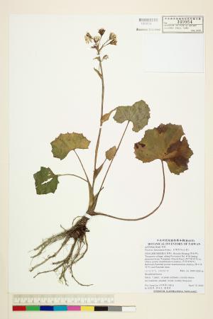 <a href="https://brmas.openmuseum.tw/muse/digi_object/de87e322541b867c7155e149af7e84da" target="_blank">台灣款冬(山菊)／中央研究院生物多樣性研究博物館植物標本館 (HAST)</a>