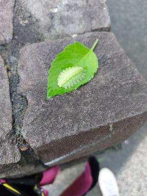 <a href="https://taieol.tw/muse/digi_object/be4fd3522fb38d2ade85a67fc82d2c14" target="_blank">扁刺蛾／By：redblue／iNaturalist</a>