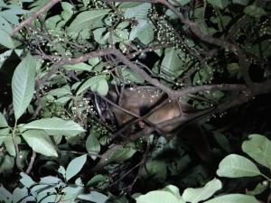 <a href="https://taieol.tw/muse/digi_object/a3d5004e6c2ebc7ab120fd23fce7201e" target="_blank">白鼻心／By：tomliao／iNaturalist</a>