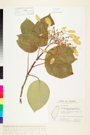 <a href="https://brmas.openmuseum.tw/muse/digi_object/de9ce5d12760242870d19d902eff9b25" target="_blank">圓葉鑽地風／中央研究院生物多樣性研究博物館植物標本館 (HAST)</a>