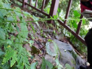 <a href="https://taieol.tw/muse/digi_object/e26aff4afb295f4e1b66b3cf051f4497" target="_blank">排香草／By：wallacechen／iNaturalist</a>