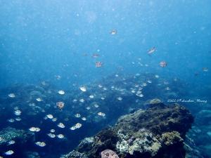 <a href="https://taieol.tw/muse/digi_object/a14bd7a8ebe3f3cf371ed16bca98861d" target="_blank">六線豆娘魚／By：shuchen_huang／iNaturalist</a>