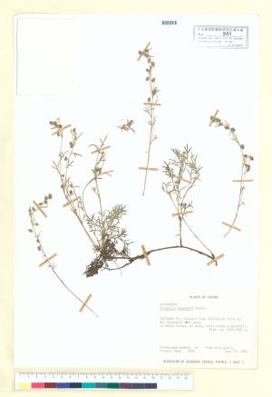 <a href="https://brmas.openmuseum.tw/muse/digi_object/deca3c59a44c8032fc2320fcbe6e57ba" target="_blank">山艾／中央研究院生物多樣性研究博物館植物標本館 (HAST)</a>