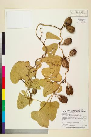 <a href="https://brmas.openmuseum.tw/muse/digi_object/deec884c1ba3565e6a1edc6712a9bc8a" target="_blank">港口馬兜鈴／中央研究院生物多樣性研究博物館植物標本館 (HAST)</a>