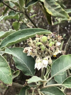 <a href="https://taieol.tw/muse/digi_object/dc0895b31802d26f9bc0be01e6fb1484" target="_blank">山煙草／By：davidchiu7／iNaturalist</a>