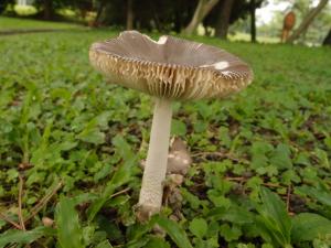 Amanita punctata(暗灰鵝膏)