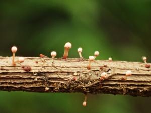 <a href="https://taieol.tw/muse/digi_object/5e8b5d3188d6f3c4b42597f4edec2800" target="_blank">Nectria pseudotrichia／By：bc302／iNaturalist</a>