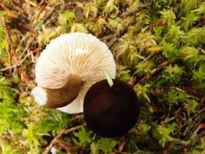 Lactarius lignyotus marginatus(褐褶緣黑乳菇)