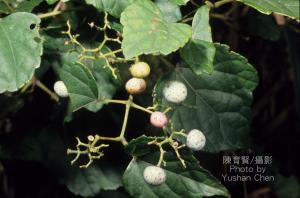 <a href="https://taieol.tw/muse/digi_object/cd883b9b6a1b40c77403bad2a026f2ea" target="_blank">漢氏山葡萄／By：陳育賢／臺灣物種名錄(TaiCOL)</a>