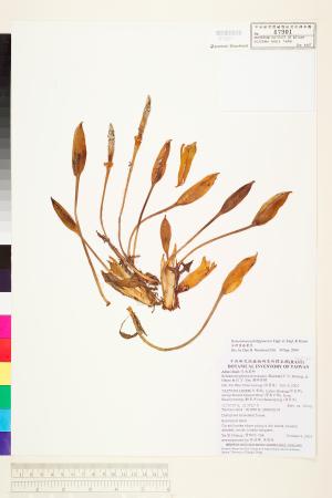 <a href="https://brmas.openmuseum.tw/muse/digi_object/df2cfe49013090a5d68b0f456b3f60ee" target="_blank">菲律賓扁葉芋／中央研究院生物多樣性研究博物館植物標本館 (HAST)</a>