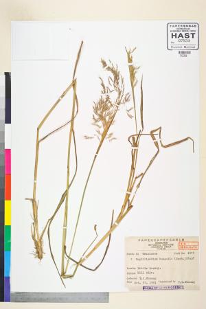 <a href="https://brmas.openmuseum.tw/muse/digi_object/df3059e7df41bd2443f25ae6ebfbe1b6" target="_blank">細柄草／中央研究院生物多樣性研究博物館植物標本館 (HAST)</a>