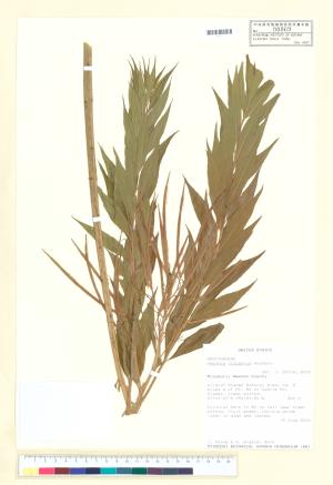 <a href="https://brmas.openmuseum.tw/muse/digi_object/df4102df799dda314a4a6d50efb61e21" target="_blank">Ammonia／中央研究院生物多樣性研究博物館植物標本館 (HAST)</a>