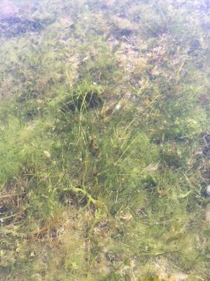 <a href="https://taieol.tw/muse/digi_object/b667119ffe7cd9489feb2bd9f2fe1864" target="_blank">流蘇菜／By：pennywang／iNaturalist</a>