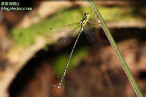<a href="https://taieol.tw/muse/digi_object/7afd6d196a2b23bafb9abf8171060e58" target="_blank">黃腹洵蟌／By：曹美華／台灣蜻蜓網路圖鑑The Dragonflies of Taiwan</a>