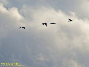 <a href="https://taieol.tw/muse/digi_object/2050f6ee1994a15689b4bb1dc3a5ebbd" target="_blank">埃及聖䴉／By：kinmatsu／iNaturalist</a>