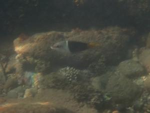 <a href="https://taieol.tw/muse/digi_object/d365299ddd023d4780d80c8cbc166e17" target="_blank">黑鰭半裸魚／By：sdyaung／iNaturalist</a>