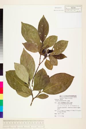 <a href="https://brmas.openmuseum.tw/muse/digi_object/df8661fac682963fff60dec315966a33" target="_blank">山黃梔／中央研究院生物多樣性研究博物館植物標本館 (HAST)</a>