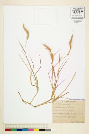 <a href="https://brmas.openmuseum.tw/muse/digi_object/df88d7d9569a76a2c194b91ac36c75c2" target="_blank">狗尾草屬／中央研究院生物多樣性研究博物館植物標本館 (HAST)</a>