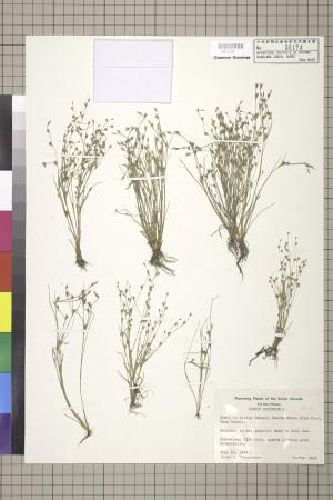 <a href="https://brmas.openmuseum.tw/muse/digi_object/df9a3fa4f8a37b833b375bd51d8ab966" target="_blank">小燈心草／中央研究院生物多樣性研究博物館植物標本館 (HAST)</a>