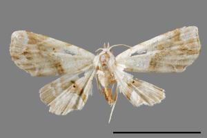 <a href="https://fact.tfri.gov.tw/muse/digi_object/91b6c77fc5deb2216da7079239dd3c08" target="_blank">Eugraptoblemma pictalis／林業試驗所昆蟲標本館</a>