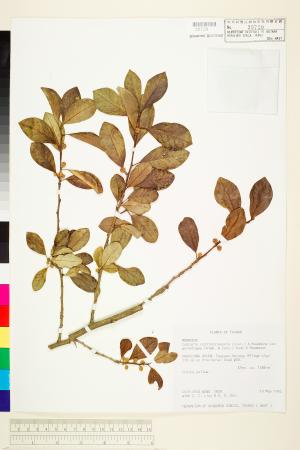 <a href="https://brmas.openmuseum.tw/muse/digi_object/dfd163e2058069424ab7dd2139c45970" target="_blank">柘樹／中央研究院生物多樣性研究博物館植物標本館 (HAST)</a>