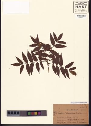 <a href="https://brmas.openmuseum.tw/muse/digi_object/dfea921b2899b047c83a082c89e6cc12" target="_blank">花楸屬／中央研究院生物多樣性研究博物館植物標本館 (HAST)</a>
