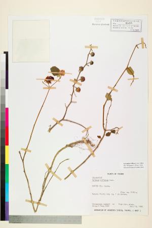 <a href="https://brmas.openmuseum.tw/muse/digi_object/dff490a2c91af57d0c9383b85433179a" target="_blank">雙花龍葵（耳鉤草）／中央研究院生物多樣性研究博物館植物標本館 (HAST)</a>