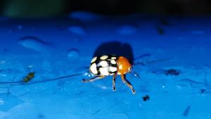 <a href="https://taieol.tw/muse/digi_object/0921f2d2ed379b382a8447f91418aed4" target="_blank">Cryptocephalus luteosignatus／By：sowhcjimmy／iNaturalist</a>