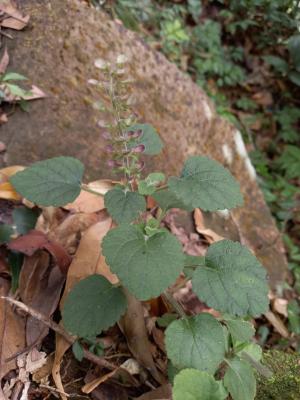 <a href="https://taieol.tw/muse/digi_object/009197021b8dfb7670e2b380ce2bd7ff" target="_blank">印度黃芩／By：naturalist51606／iNaturalist</a>