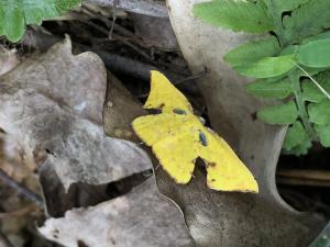 <a href="https://taieol.tw/muse/digi_object/37890391138afe998b3c2b091b2ae9a2" target="_blank">Corymica spatiosa／By：jodyhsieh／iNaturalist</a>