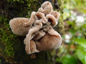 Auricularia polytricha(毛木耳)