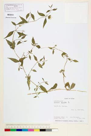 <a href="https://brmas.openmuseum.tw/muse/digi_object/e04255f70fe6915710855dfc696d8a5d" target="_blank">狗筋蔓／中央研究院生物多樣性研究博物館植物標本館 (HAST)</a>