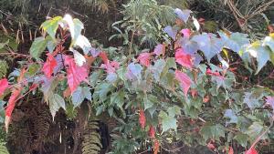 <a href="https://taieol.tw/muse/digi_object/84b6025ed8f4152147d207c5cf083206" target="_blank">臺灣紅榨槭／By：suchihfen／iNaturalist</a>